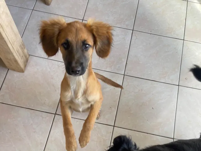 Cachorro raça SRD-ViraLata idade 2 a 6 meses nome Borys 