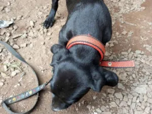Cachorro raça SRD-ViraLata idade 2 a 6 meses nome Neguinha, Negresco 