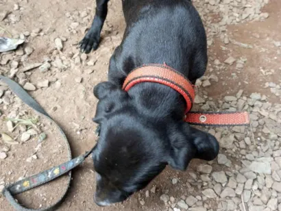 Cachorro raça SRD-ViraLata idade 2 a 6 meses nome Neguinha, Negresco 