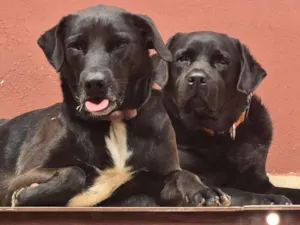 Cachorro raça Labrador idade 4 anos nome Moscatel e IPA