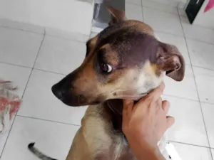 Cachorro raça SRD-ViraLata idade 1 ano nome Malu