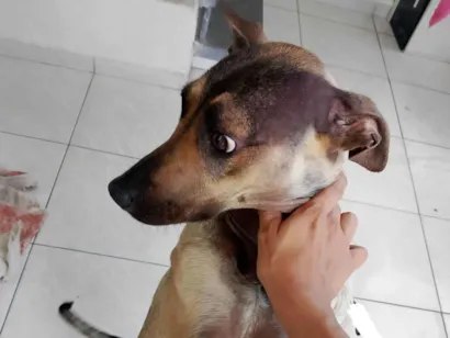 Cachorro raça SRD-ViraLata idade 1 ano nome Malu