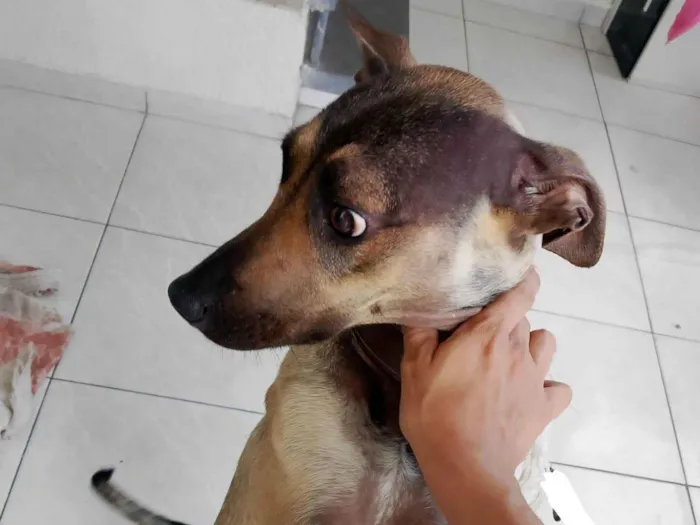 Cachorro raça SRD-ViraLata idade 1 ano nome Malu