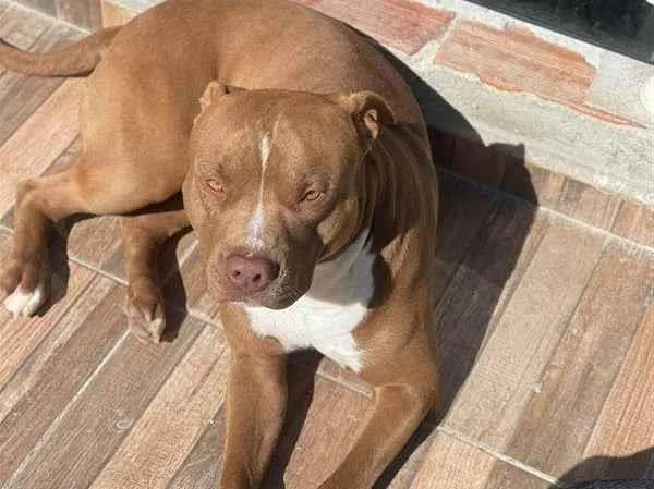Cachorro raça Pit-Bull idade 2 anos nome Tiger e Neguinho 