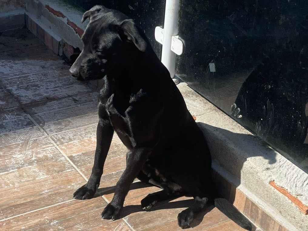 Cachorro raça Pit-Bull idade 2 anos nome Tiger e Neguinho 