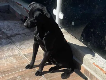 Cachorro raça Pit-Bull idade 2 anos nome Tiger e Neguinho 