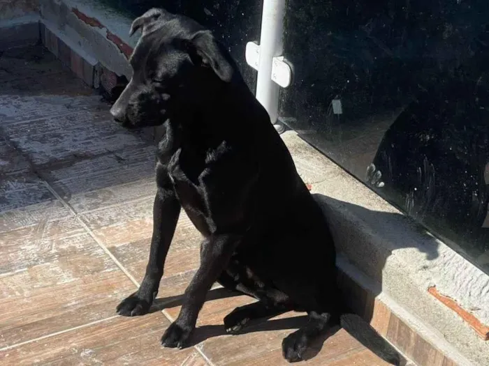 Cachorro raça Pit-Bull idade 2 anos nome Tiger e Neguinho 