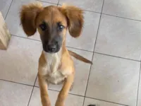 Cachorro raça SRD-ViraLata idade 2 a 6 meses nome Borys 