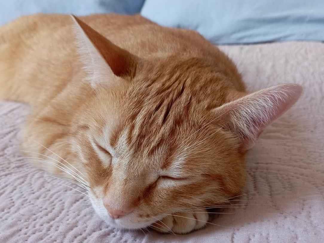 Gato raça SRD-ViraLata idade 3 anos nome Nina e Leo 