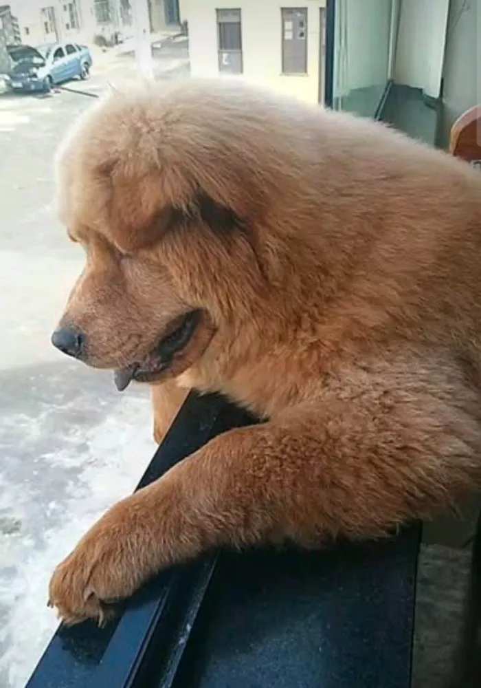 Cachorro raça Chow Chow idade 5 anos nome Duque