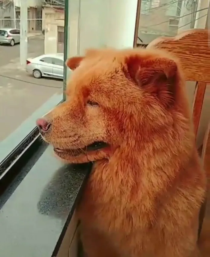 Cachorro raça Chow Chow idade 5 anos nome Duque