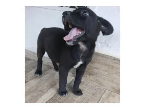 Cachorro raça SRD-ViraLata idade 2 a 6 meses nome Vinni