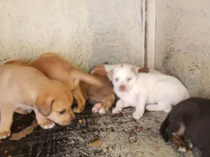 Cachorro raça SRD-ViraLata idade 2 a 6 meses nome Filhotes