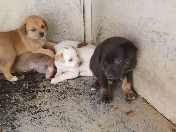 Cachorro raça SRD-ViraLata idade 2 a 6 meses nome Filhotes