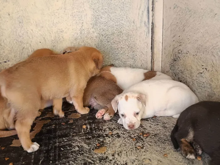 Cachorro raça SRD-ViraLata idade 2 a 6 meses nome Filhotes