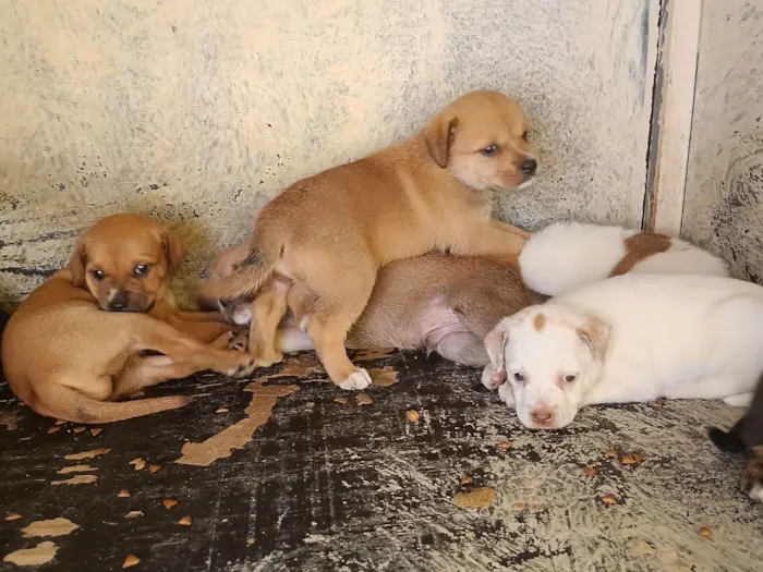 Cachorro raça SRD-ViraLata idade 2 a 6 meses nome Filhotes