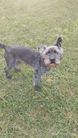 Cachorro raça SRD-ViraLata idade 2 anos nome Ainda sem nome 