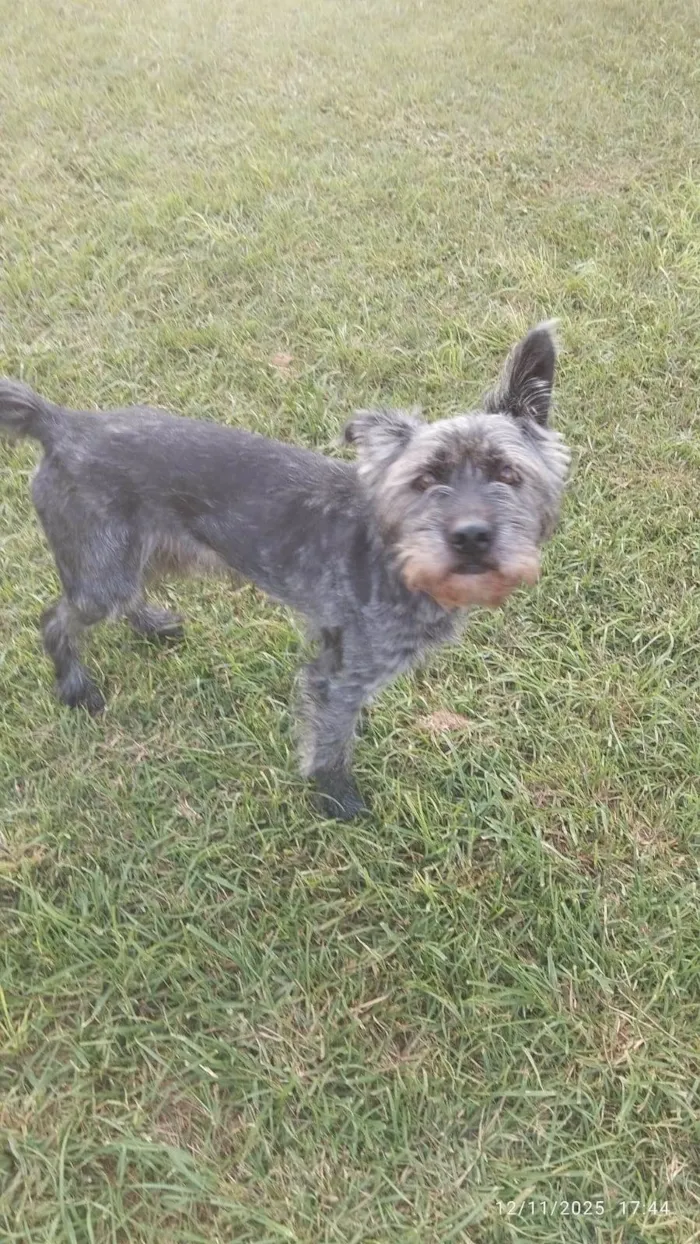 Cachorro raça SRD-ViraLata idade 2 anos nome Ainda sem nome 