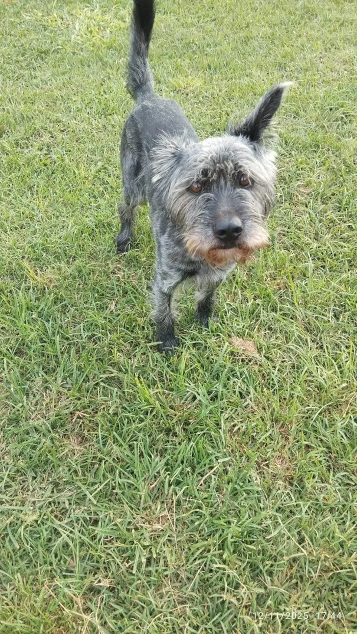 Cachorro raça SRD-ViraLata idade 2 anos nome Ainda sem nome 