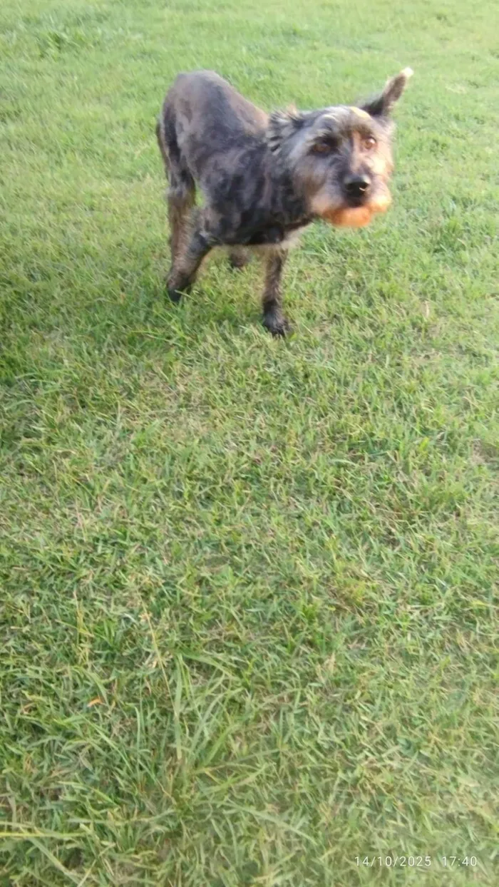 Cachorro raça SRD-ViraLata idade 3 anos nome Sem nome 