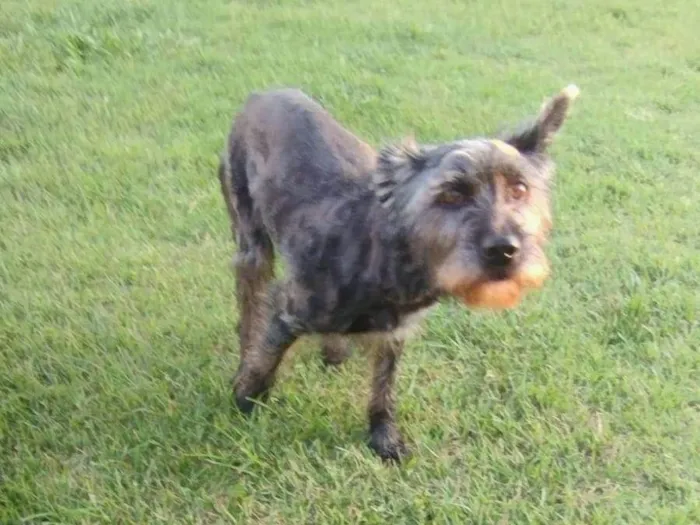 Cachorro raça SRD-ViraLata idade 3 anos nome Sem nome 