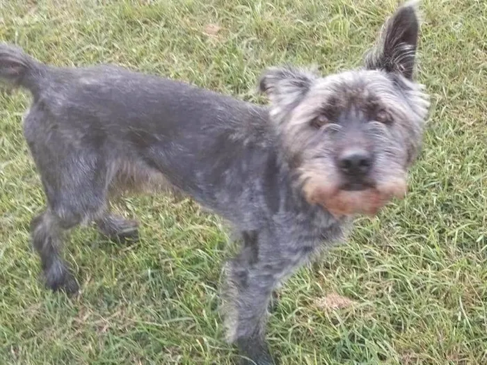 Cachorro raça SRD-ViraLata idade 3 anos nome Sem nome 