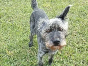 Cachorro raça SRD-ViraLata idade 3 anos nome Sem nome 