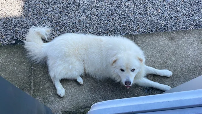 Cachorro raça Pastor Alemão idade 4 anos nome Apolo