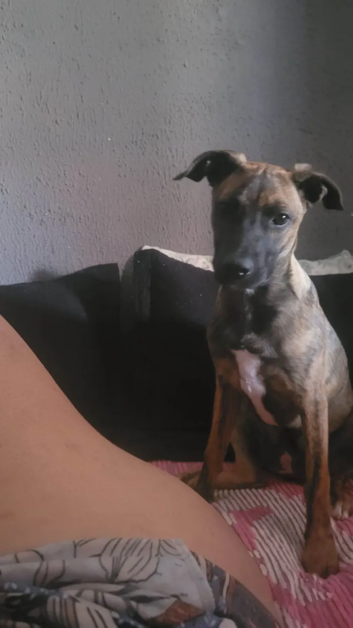 Cachorro raça SRD-ViraLata idade 2 a 6 meses nome Fiona