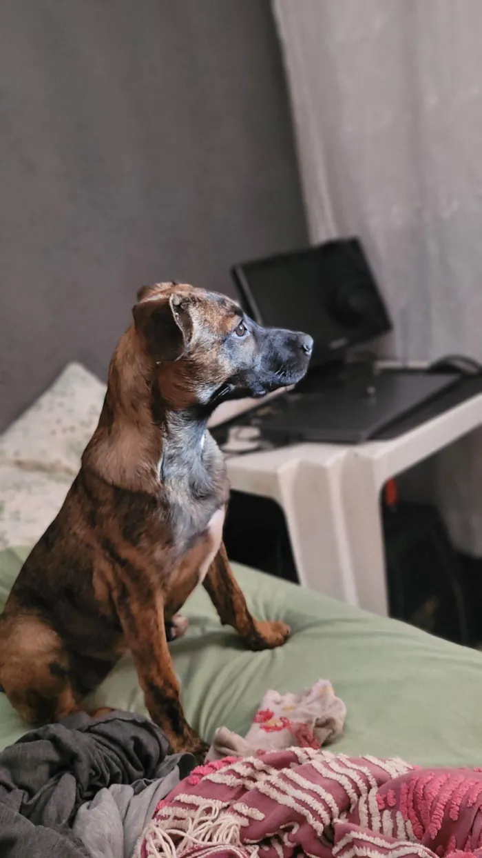 Cachorro raça SRD-ViraLata idade 2 a 6 meses nome Fiona
