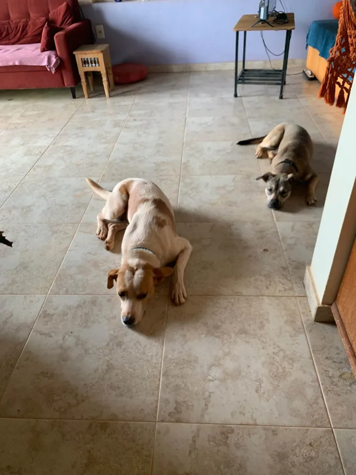 Cachorro raça SRD-ViraLata idade 7 a 11 meses nome Zira