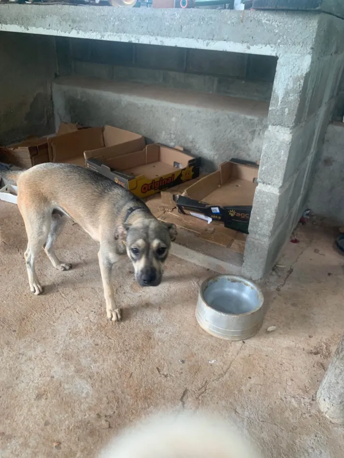 Cachorro raça SRD-ViraLata idade 7 a 11 meses nome Zira