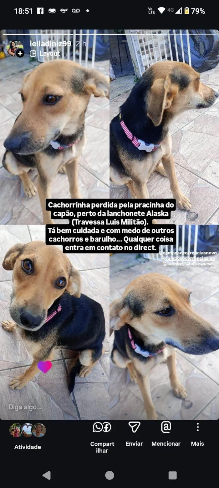 Cachorro raça SRD-ViraLata idade 7 a 11 meses nome Nina