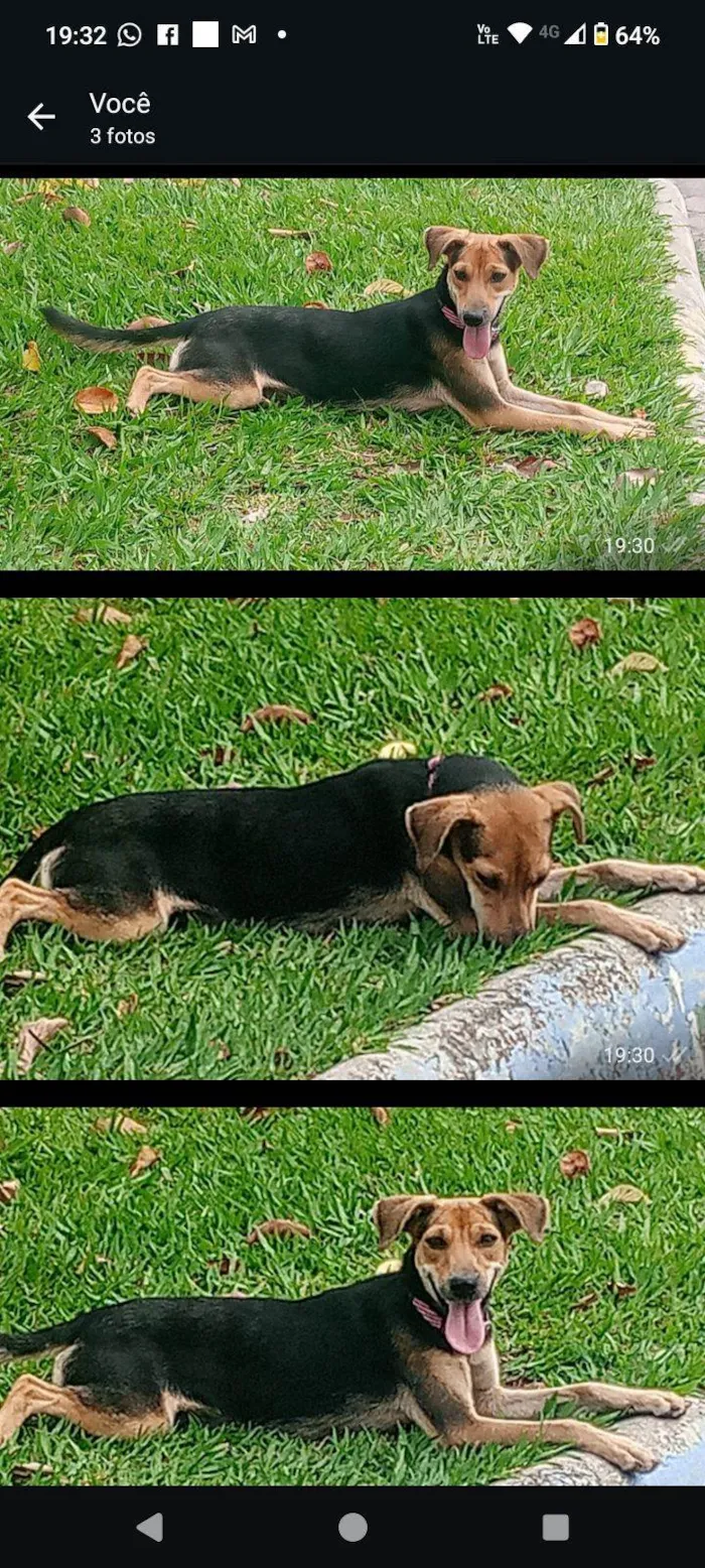 Cachorro raça SRD-ViraLata idade 7 a 11 meses nome Nina
