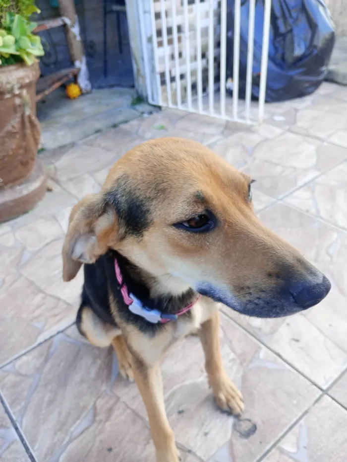 Cachorro raça SRD-ViraLata idade 7 a 11 meses nome Nina