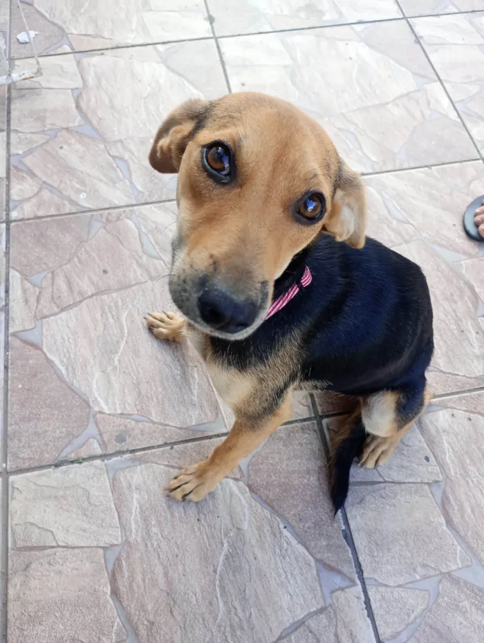 Cachorro raça SRD-ViraLata idade 7 a 11 meses nome Nina