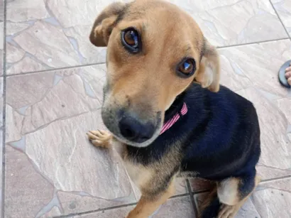 Cachorro raça SRD-ViraLata idade 7 a 11 meses nome Nina