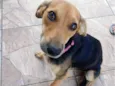 Cachorro raça SRD-ViraLata idade 7 a 11 meses nome Nina