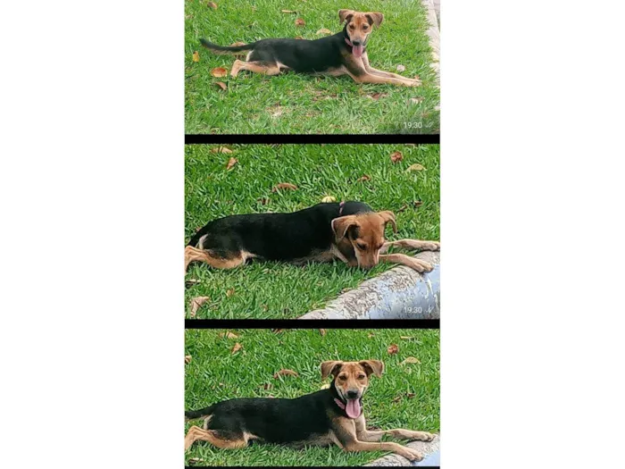 Cachorro raça SRD-ViraLata idade 7 a 11 meses nome Nina