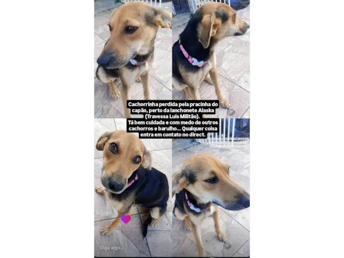 Cachorro raça SRD-ViraLata idade 7 a 11 meses nome Nina