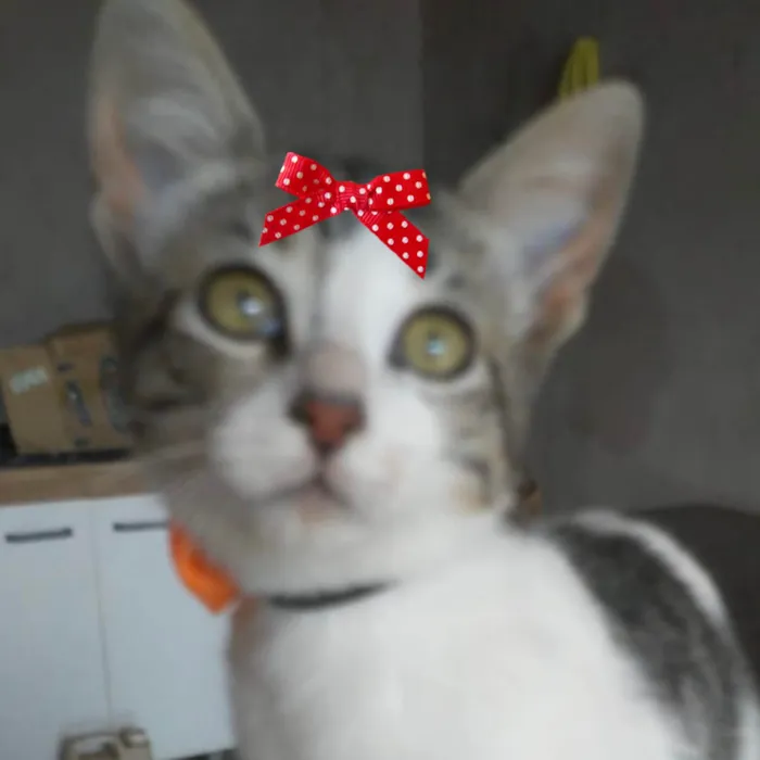 Gato raça SRD-ViraLata idade 2 a 6 meses nome Mia 