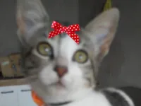 Gato raça SRD-ViraLata idade 2 a 6 meses nome Mia 