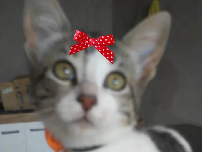 Gato raça SRD-ViraLata idade 2 a 6 meses nome Mia 