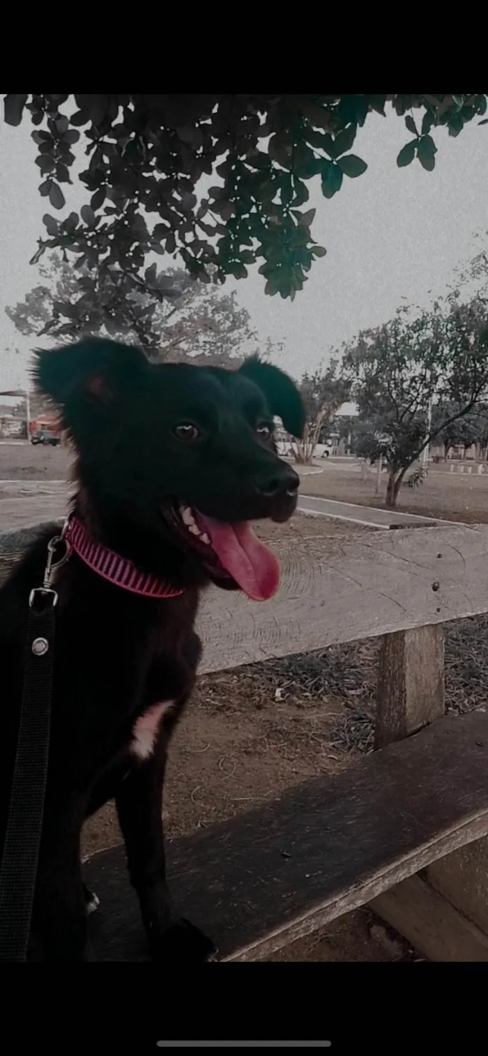 Cachorro raça SRD-ViraLata idade 5 anos nome Telma