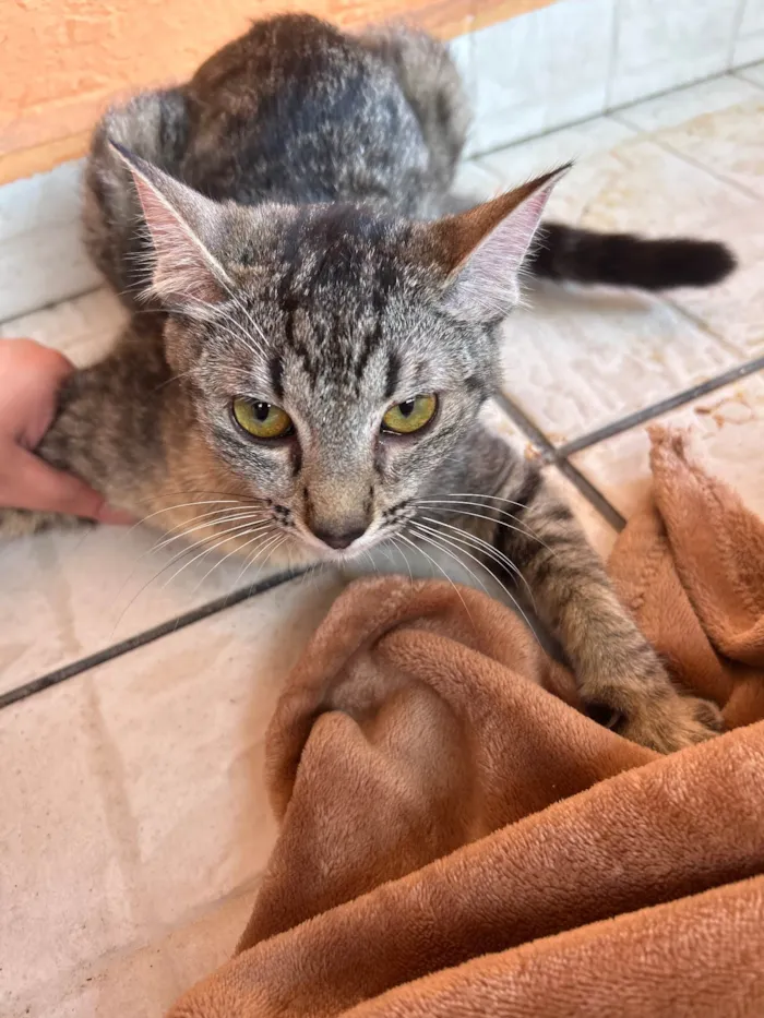 Gato raça SRD-ViraLata idade 7 a 11 meses nome Maggie 