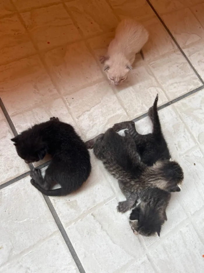 Gato raça SRD-ViraLata idade 7 a 11 meses nome Maggie 