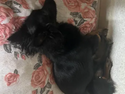 Cachorro raça SRD-ViraLata idade 2 anos nome Purely