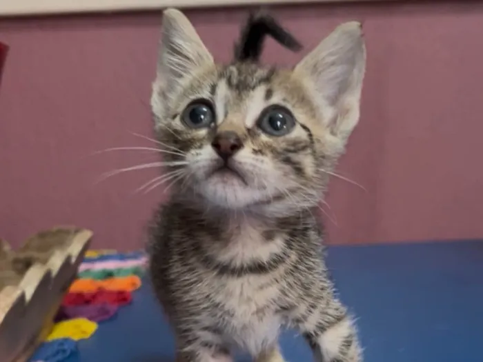 Gato raça SRD-ViraLata idade Abaixo de 2 meses nome Neca e Nino
