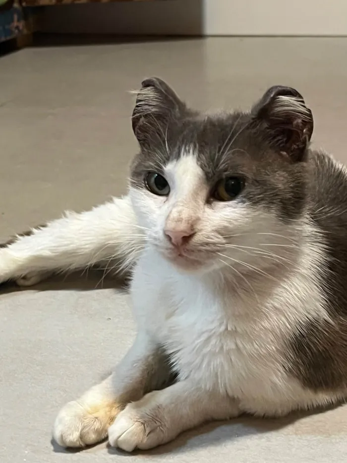 Gato raça SRD-ViraLata idade 1 ano nome Betina