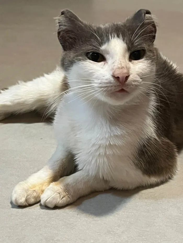 Gato raça SRD-ViraLata idade 1 ano nome Betina